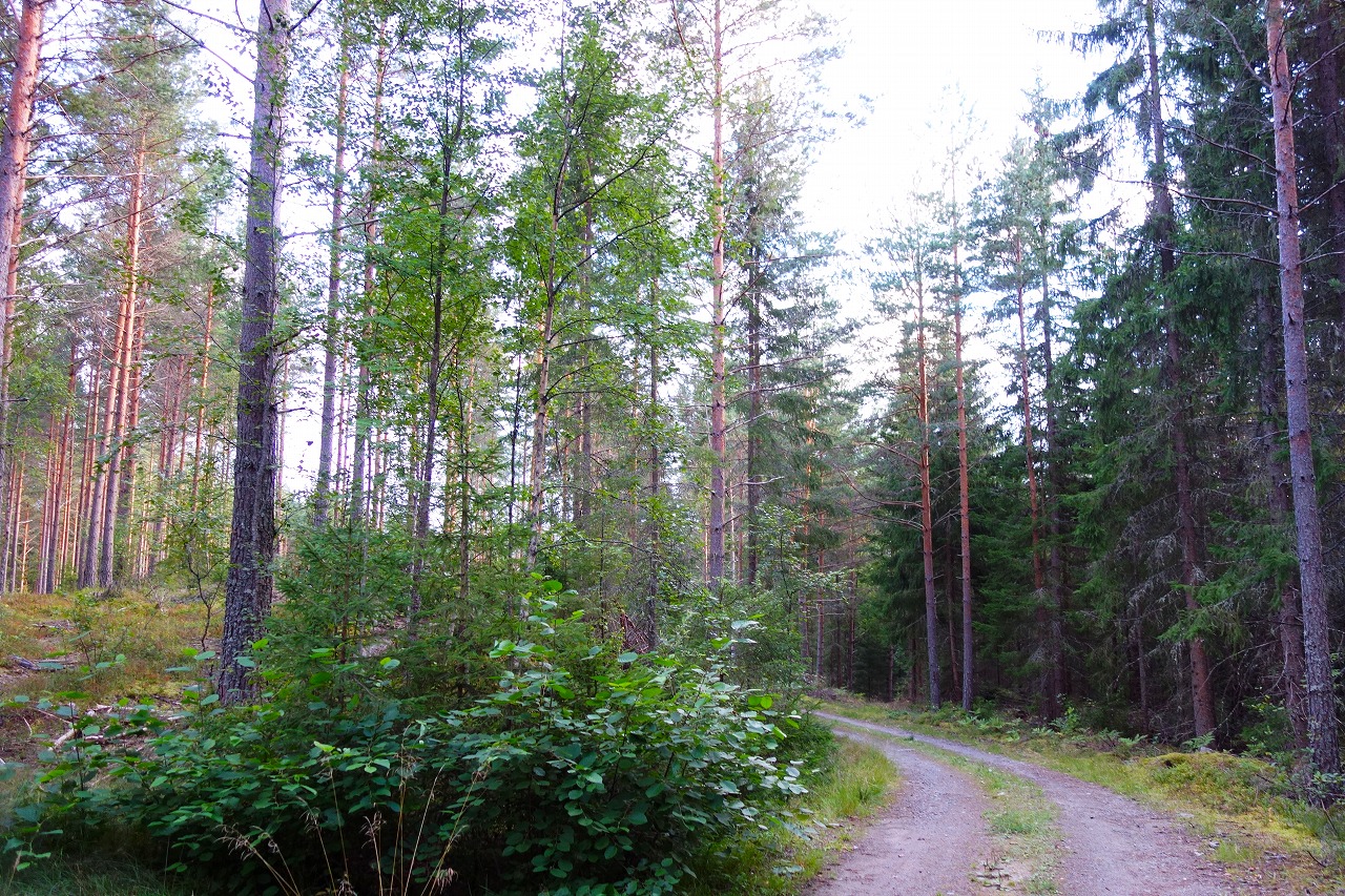 ヴァルムランドのArvikaの森